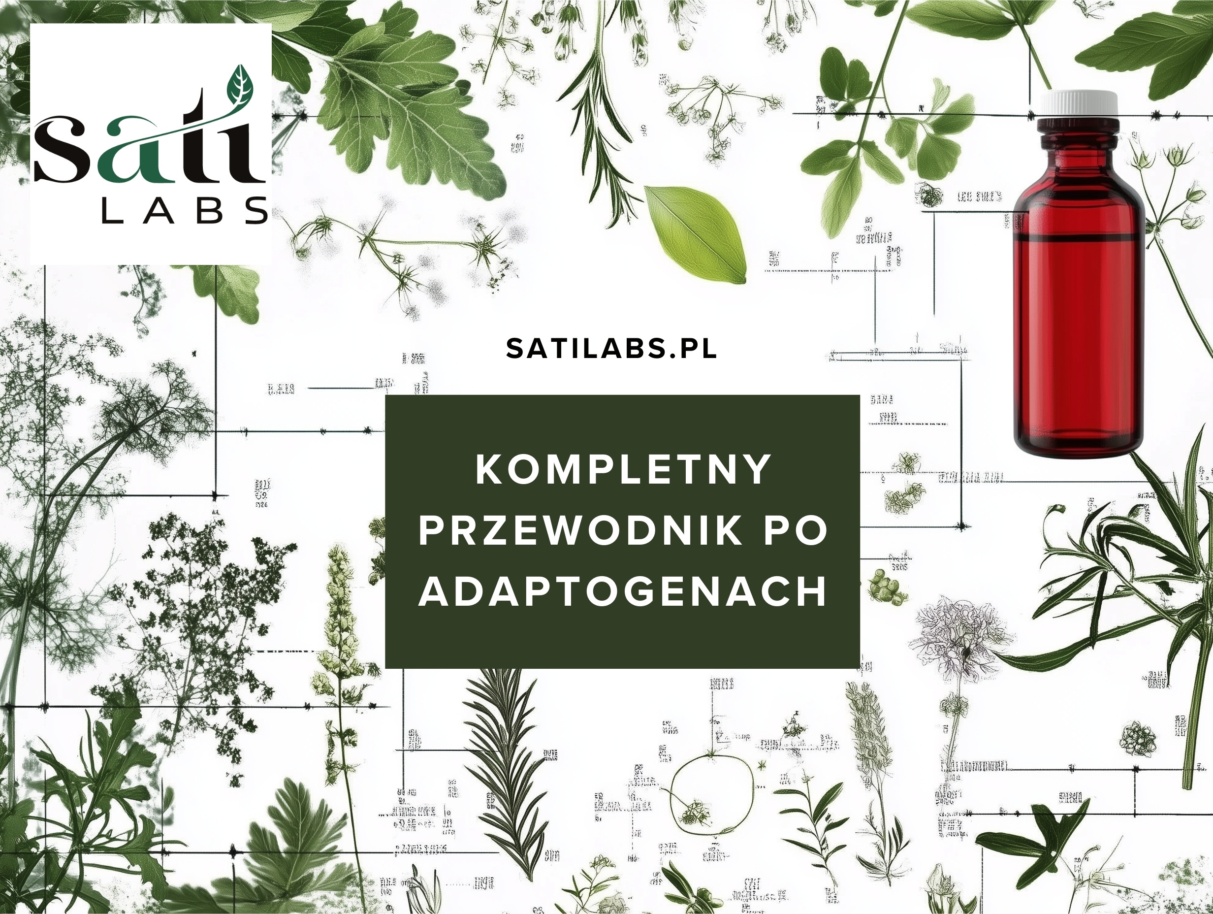 adaptogeny kompletny przedownik, czym są adaptogeny, jak działają adaptogeny, historia adaptogenów