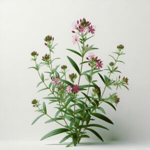 CENTURIA NADBRZEŻNA (CENTAURIUM LITTORALE)