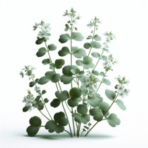 WARZUCHA LEKARSKA (COCHLEARIA OFFICINALIS)